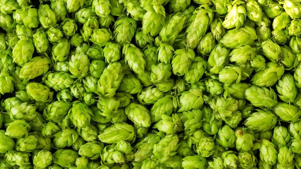 Dry Hopping