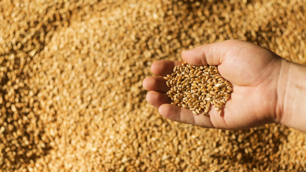 El impacto del tipo de malta en la cerveza artesanal